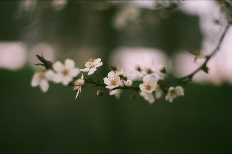 Close-up of cherry blossoms highlighting their delicate beauty against a blurred background.