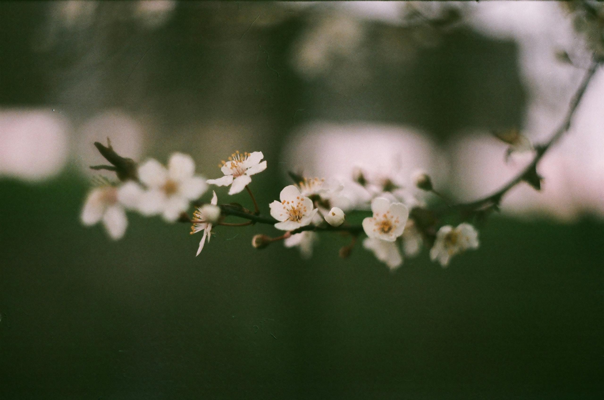 Close-up of cherry blossoms highlighting their delicate beauty against a blurred background.